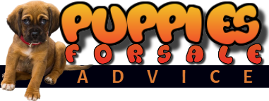 puppies for sale advice logo
